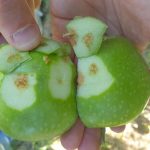 Dégâts sur pomme d’ Halyomorpha halys